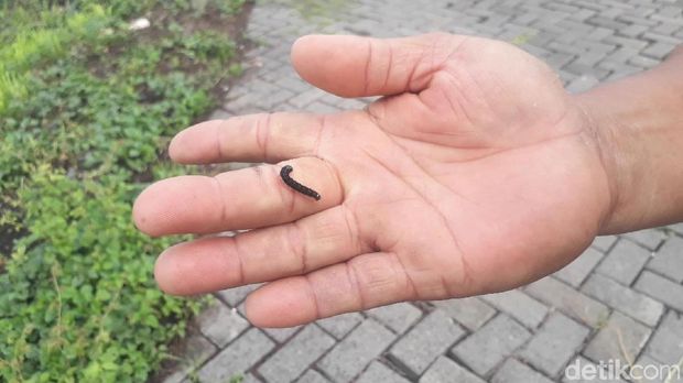 Bukan Ulat Bulu, 'Teror' Ulat Pohon Jati Juga Terjadi di Bojonegoro