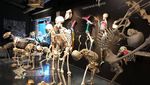 Foto: Museum untuk Penggila Mahluk Purba dan Sains