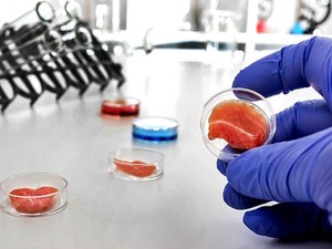 Daging Wagyu Rekayasa Akan Dibuat di Dalam Lab