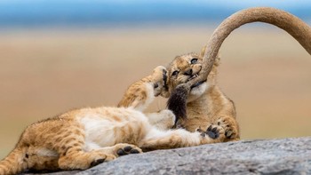 People Choice kategori Wildlife diraih Yaron Schmid. Menampilkan dua anak singa yang menggigit ekor ibunya di Serengeti. Foto: National Geographic
