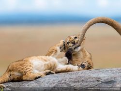 Deretan Jawara Kontes Foto National Geographic 2018