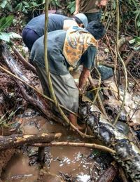 Detik-detik Warga Bergulat dengan Ular Piton Raksasa di Sumbar