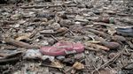 Pasukan Oranye Berjibaku Bersihkan Sampah di Hutan Mangrove