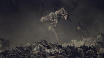 Peringkat pertama di kategori Wildlife diraih Pim Volkers. Menampilkan rusa liar yang melintasi Sungai Mara di Tanzania pada pagi hari.  Foto: National Geographic