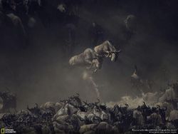Deretan Jawara Kontes Foto National Geographic 2018