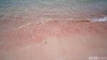 Foto: Pantai Pink Sungguhan Ada di Indonesia