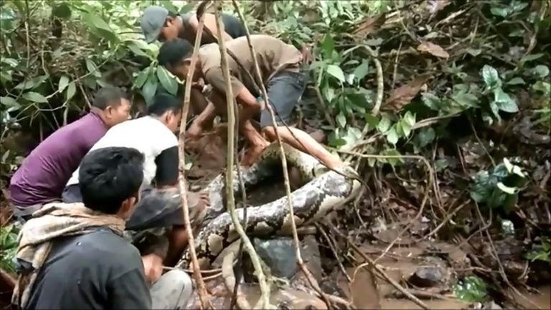 Detik-detik Warga Bergulat dengan Ular Piton Raksasa di Sumbar Detik-detik Warga Bergulat dengan Ular Piton Raksasa di Sumbar