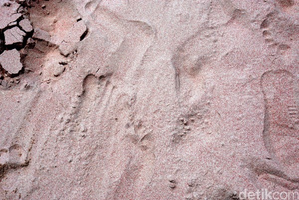 Butiran-butiran pink bercampur bersama warna pasir yang putih. Yakin nggak mau ke sini? (Shinta/detikTravel)
