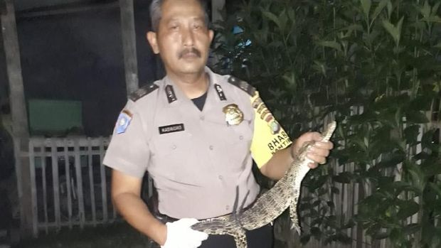 Bikin Geger, Anak Buaya Diamankan Warga di Tambun Bekasi