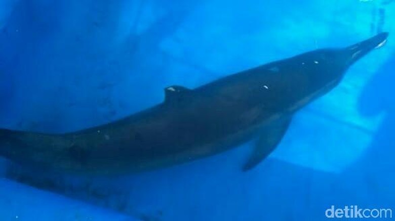 67 Gambar Animasi Ikan Lumba-lumba Bergerak Gratis Terbaik