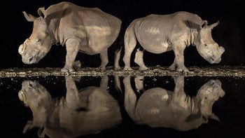Peringkat ketiga di kategori Wildlife diraih Alison Langevad. Menampilkan dua badak putih yang tengah minum di lubang berair di Zimanga Game Reserve. Foto: National Geographic