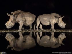 Deretan Jawara Kontes Foto National Geographic 2018