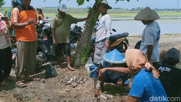 Hiii, Para Petani di Ngawi Berlomba Tangkap Tikus Sawah