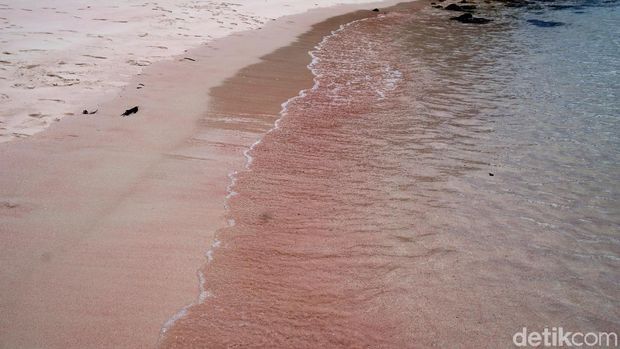 Pantai Pink di TN Komodo