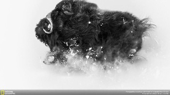 Peringkat kedua di kategori Wildlife diraih Jobas Beyer. Menampilkan lembu  beberapa mil dari Qaanaaq (Thule), Greenland. Foto: National Geographic