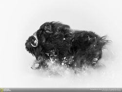 Deretan Jawara Kontes Foto National Geographic 2018