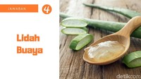 Lidah buaya memilik zat aktif yang mampu mendinginkan inflamasi yang terjadi pada tubuh. Mudah ya untuk soal satu ini? 