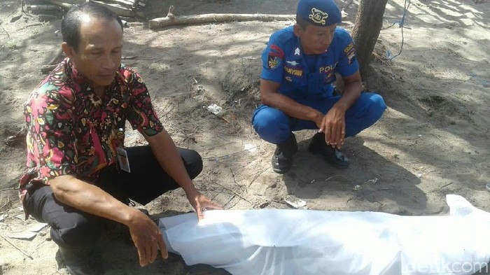 Lumba-lumba yang Mati di Kebumen Diduga Terkena Jaring Nelayan