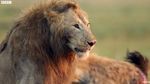 Mirip The Lion King, Singa Ini Hampir Mati oleh Hyena