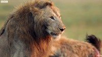 Baru-baru ini muncul video yang menunjukan seekor singa jantan yang tengah dikepung oleh kawanan hyena. Dok. YouTube/BBC Earth