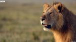 Mirip The Lion King, Singa Ini Hampir Mati oleh Hyena