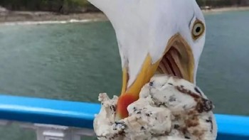 Burungnya doyan makan es krim. Foto: devizitat