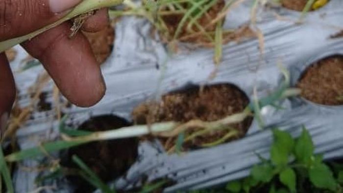 Benih Bawang Putih (Foto: Dok. Kementan) Benih Bawang Putih (Foto: Dok. Kementan)