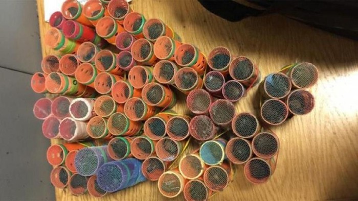 Ada-ada Saja, Penumpang Ini Bawa 70 Burung ke Pesawat