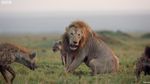 Mirip The Lion King, Singa Ini Hampir Mati oleh Hyena