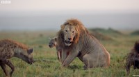 Singa jantan tersebut awalnya melawan, namun kumpulan hyena justru menjadi bertambah banyak. Dok. YouTube/BBC Earth