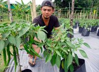 Berhenti Jadi Karyawan, 4 Pria Ini Pilih Jadi Petani Cabai
