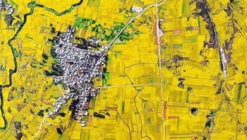 Ladang bunga Canola di China. Foto: Evo.ru