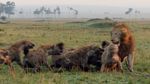 Mirip The Lion King, Singa Ini Hampir Mati oleh Hyena
