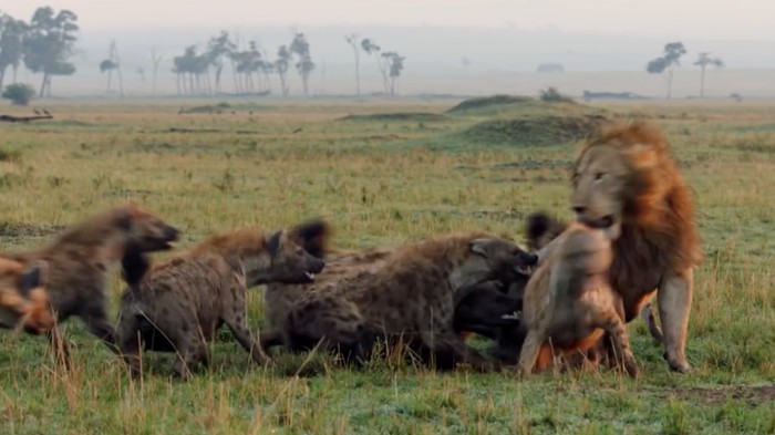 Singa yang dikeroyok oleh sekumpulan hyena dan ditolong singa lainnya.
