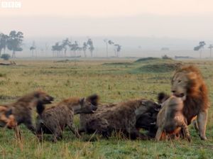 Kenapa Singa Tak Makan Daging Hyena? Ini Penjelasannya