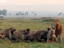 Singa Tidak Makan Daging Hyena Setelah Membunuhnya, Kenapa Ya?