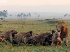 Mengapa Singa Tidak Makan Daging Hyena? Ternyata Ini Jawabannya