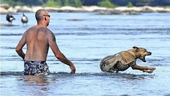 Reaksi anjing untuk pertama kali berenang di lautan. Foto: devizitat