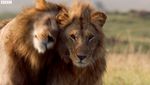 Mirip The Lion King, Singa Ini Hampir Mati oleh Hyena