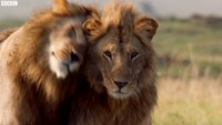 Bagaimana, mirip Mufasa sama Simba ya? Dok. YouTube/BBC Earth