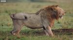 Mirip The Lion King, Singa Ini Hampir Mati oleh Hyena