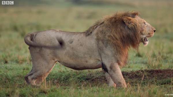 Mirip The Lion King, Singa Ini Hampir Mati oleh Hyena Mirip The Lion King, Singa Ini Hampir Mati oleh Hyena