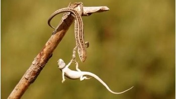 Sang kadal berusaha membantu temannya yang jatuh. Foto: devizitat