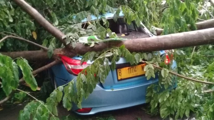 Hujan Deras Sore Tadi, Pohon Tumbang di Sejumlah Tempat di Jaksel