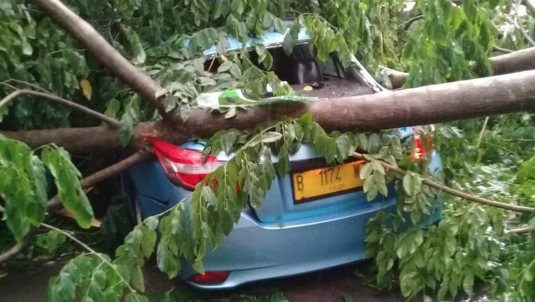 Hujan Deras Sore Tadi, Pohon Tumbang di Sejumlah Tempat di Jaksel Hujan Deras Sore Tadi, Pohon Tumbang di Sejumlah Tempat di Jaksel