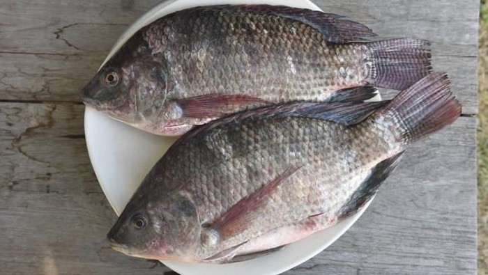 ikan mujair