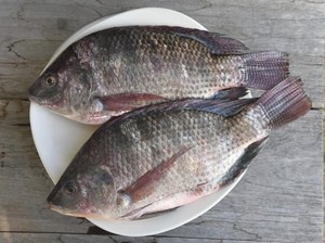 Kalah Bersaing dengan Mujair, Ikan Asli Papua Makin Langka