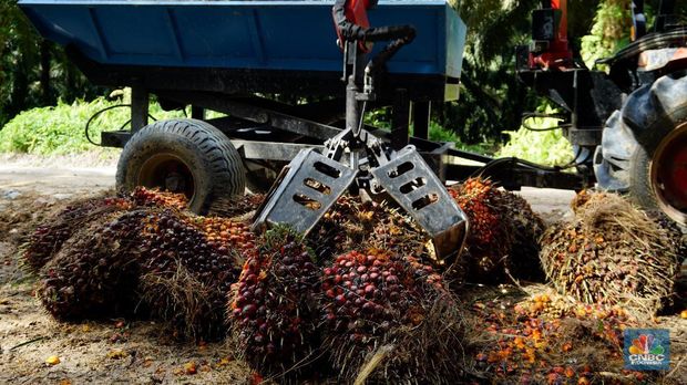 CPO, Karet, Nikel, & Batu Bara, Nasibmu Masih ,Menyedihkan...