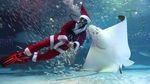 Sambut Natal, Sinterklas Berenang Bersama Ribuan Ikan di Korsel