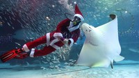 Coex Aquarium yang berada di kota Seoul, Korea Selatan, menggelar pertunjukkan menyambut Natal. Seorang Sinterklas nampak berenang bersama ribuan ikan di dalam tanki akuarium tersebut.